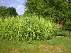 Wartung einer Pflanzenkläranlage in Schwarmstedt